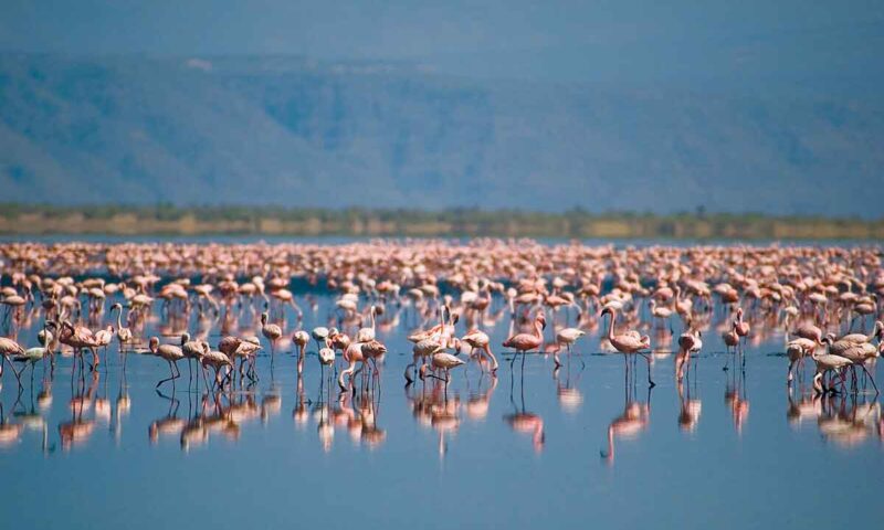 lake-manyara-flamingo lake-manyara-flamingo