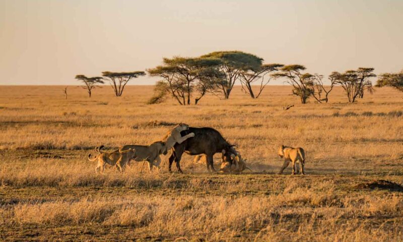 serengeti-park serengeti-park