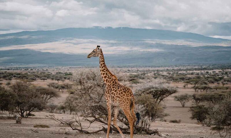 tarangire tarangire