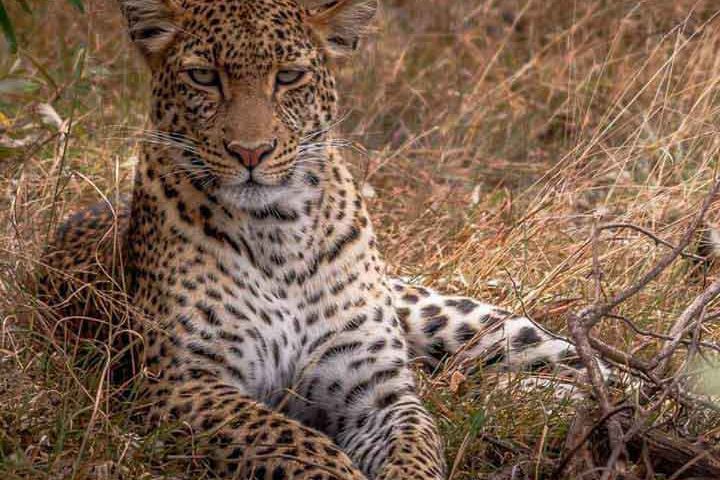 selous-tanzania-leopard.jpg selous-tanzania-leopard.jpg