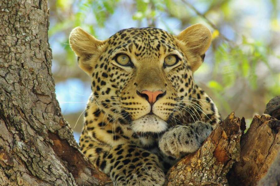 7-Day Tanzania Big Five Safari
