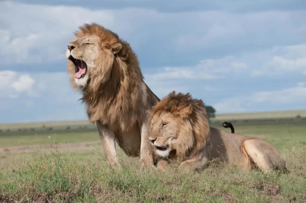 Simba