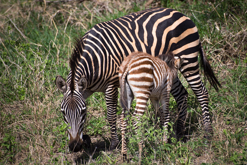 4-Day Amazing Manyara, Serengeti & Ngorongoro Safari