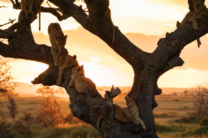 3 Day Luxury Safari To Serengeti & Ngorongoro Crater