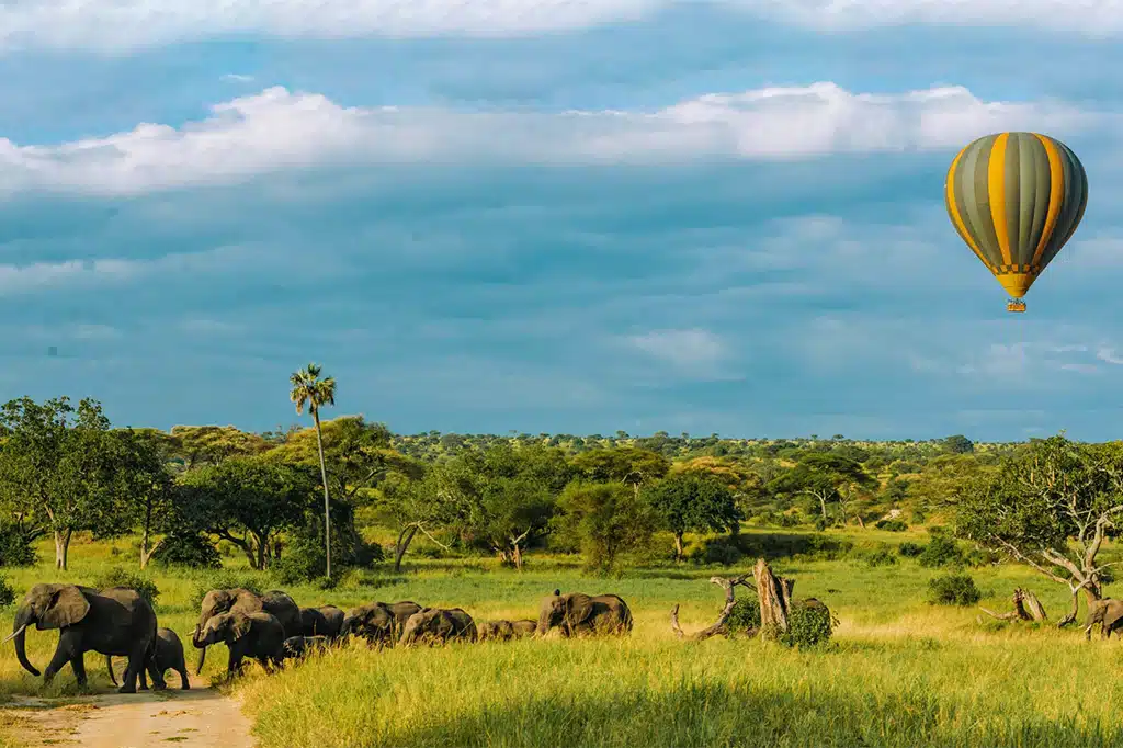 Elephant-Sighting-Balloon-Safari-Tarangire-National-Park-Tanzania