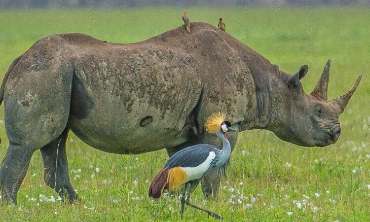 The-big-five-animals-in-the-Ngorongoro-Crater-750x450-1