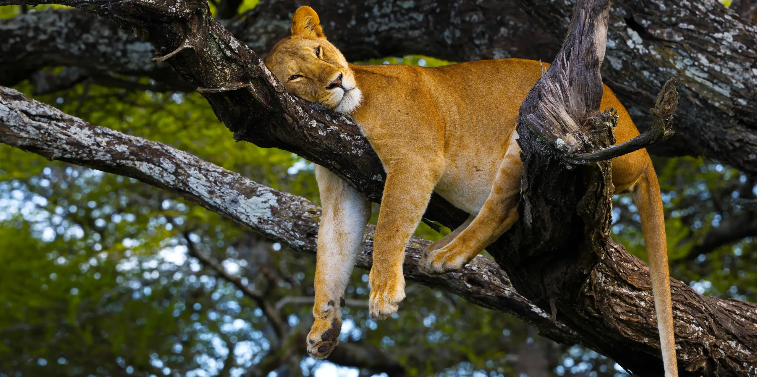 lake-manyara-national-park-banner
