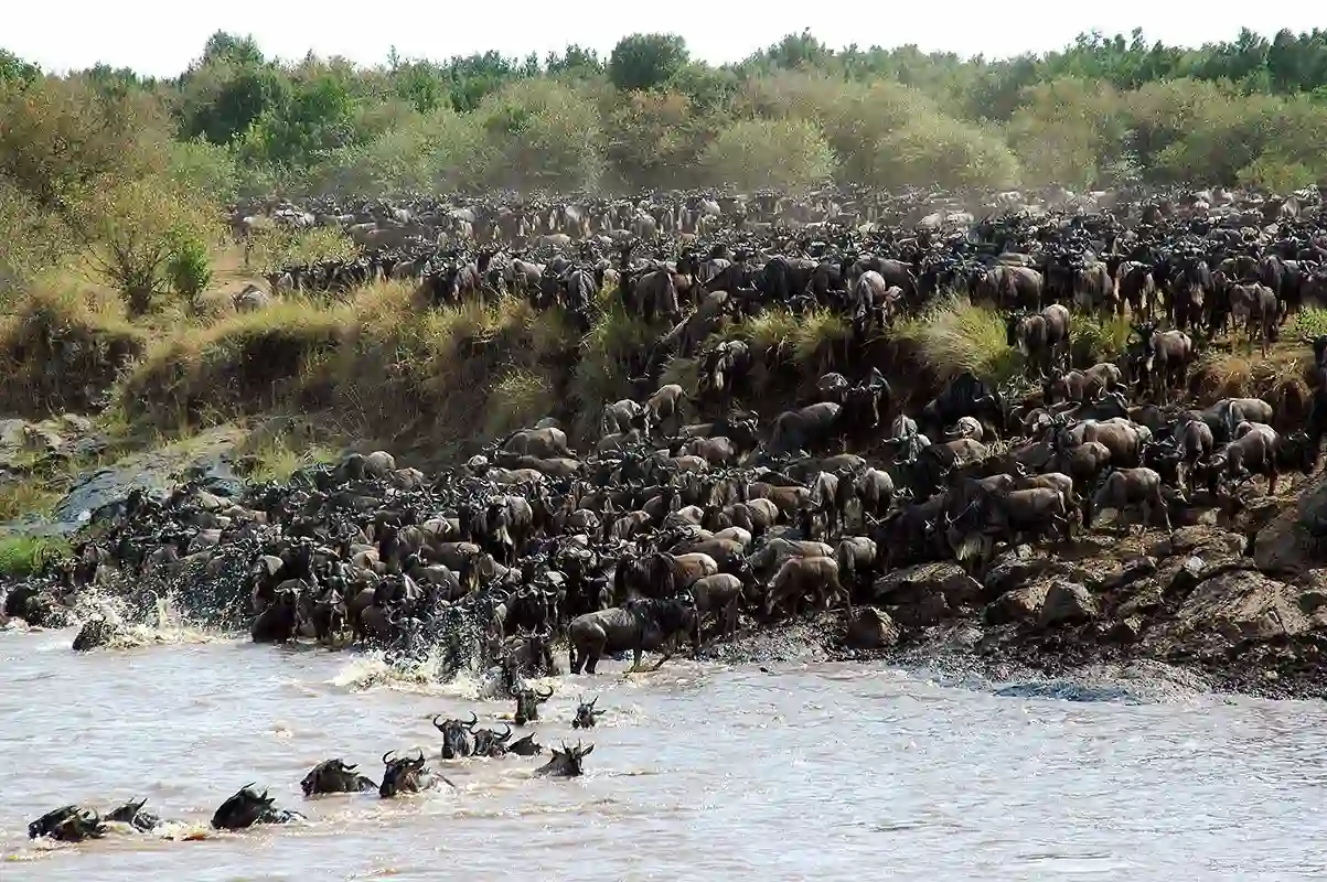 great_wildebeest_mara_river_crossing_serengeti_migration