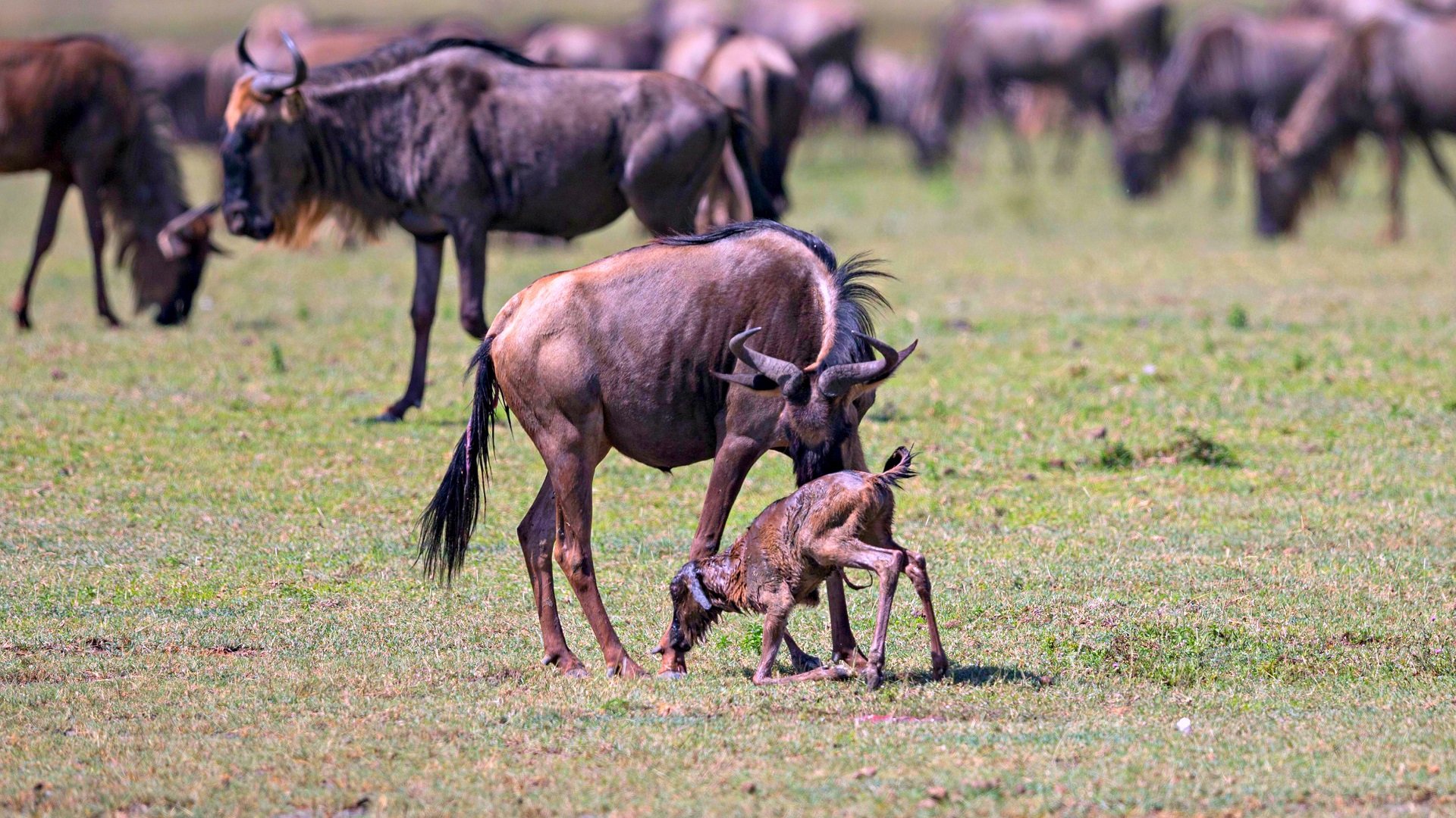wildebeest-calving (1)