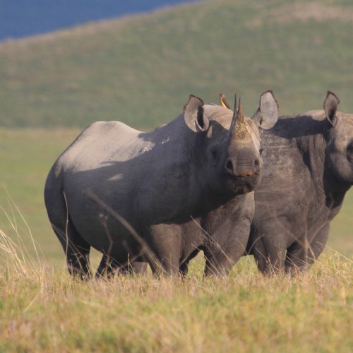 Ngorongoro-Crater