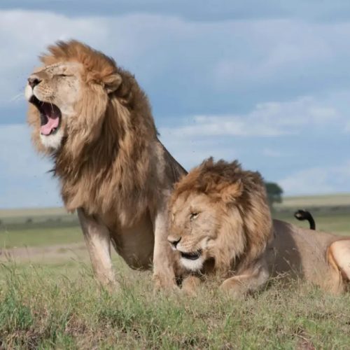 Simba