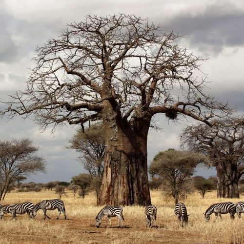 Tarangire-with-baobab-scaled