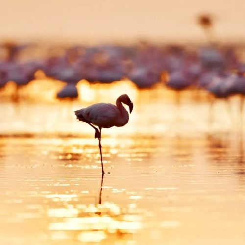 a-paradise-for-bird-lovers-lake-manyara-national-park