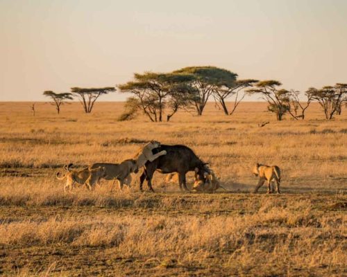 serengeti-park-1024x682