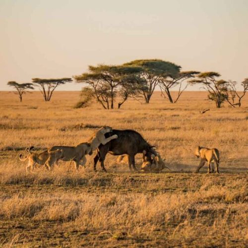 serengeti-park-1024x682