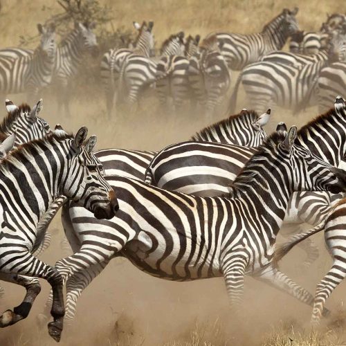 ste-alider-zebra