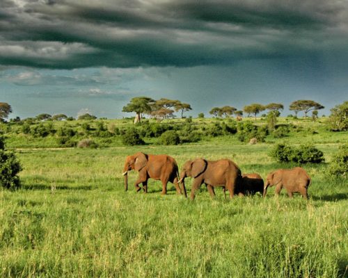 tarangire-np
