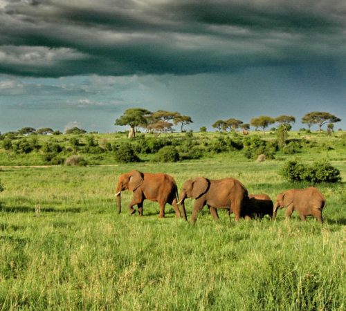 tarangire-np