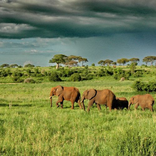 tarangire-np