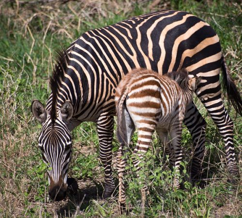 4-Day Amazing Manyara, Serengeti & Ngorongoro Safari