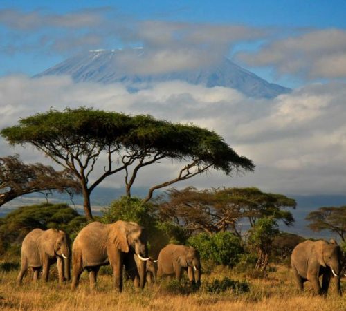 thumb_850_95_tanzania-vacation